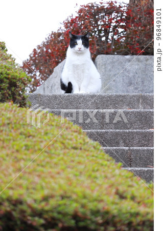 お出向かいをする野良猫 お出向かいをする野良猫 96849101