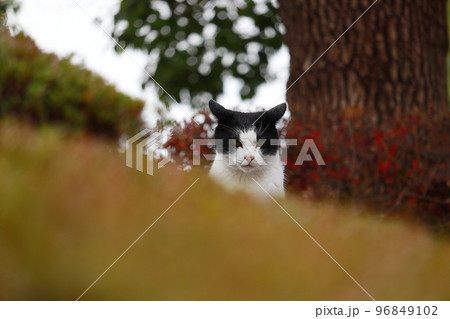 ひょっこり顔を出す野良猫 ひょっこり顔を出す野良猫 96849102