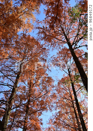 紅葉する季節と見上げるメタセコイア 紅葉する季節と見上げるメタセコイア 96849172