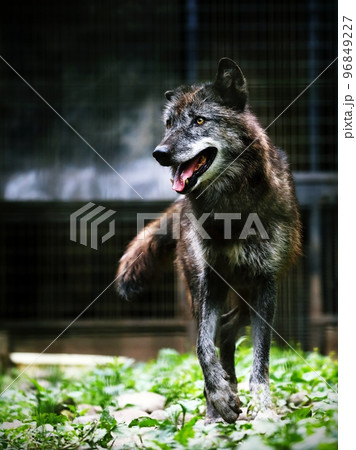 鋭い視線を向けて歩くオオカミ 鋭い視線を向けて歩くオオカミ 96849227