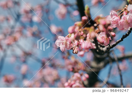 河津桜 96849247