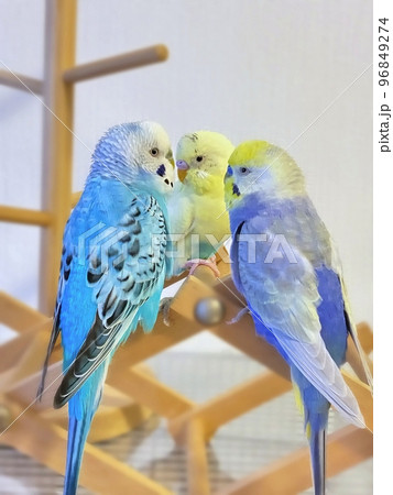 カワイイ3羽のセキセイインコの写真素材 [96849274] - PIXTA