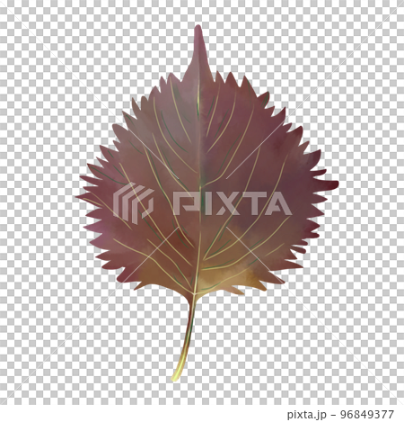 Redhead Redhead 96849377