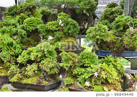 岩松（イワヒバ）とセッコクの盆栽 96849446