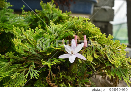 値下げ！☆岩松☆盆栽☆イワヒバ☆大量処分☆