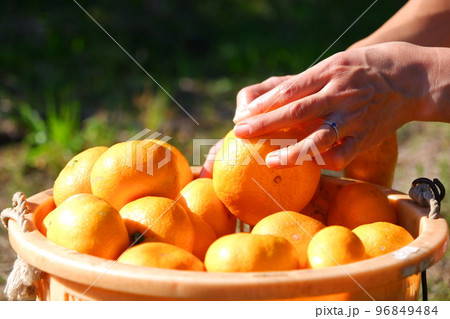 みかんの収穫 96849484
