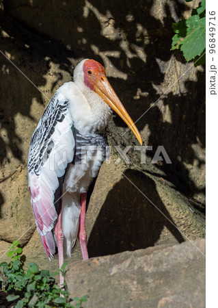 Milky stork (Mycteria cinerea) basking in the sun. Milky stork (Mycteria cinerea) basking in the sun. 96849716