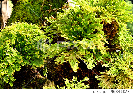 岩松（イワヒバ）の盆栽 96849823