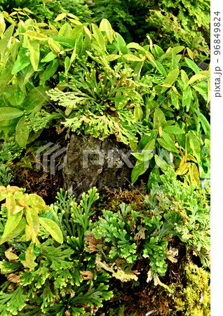 岩松（イワヒバ）の盆栽 96849824