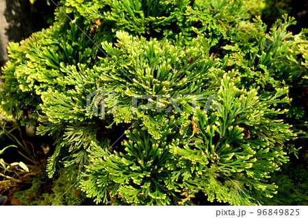 岩松(イワヒバ)の盆栽 岩松(イワヒバ)の盆栽 96849825