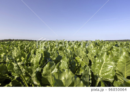 Growing beets in an agricultural field 96850064
