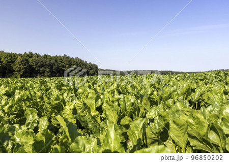 Growing beets in an agricultural field 96850202