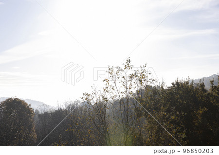 Autumn season in the park, the foliage 96850203
