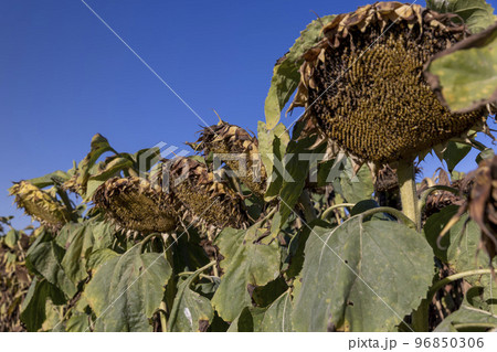 Sunflower field with faded flowers in late summer Sunflower field with faded flowers in late summer 96850306