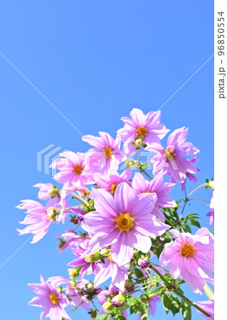 皇帝ダリア・キダチダリアの満開の花 96850554