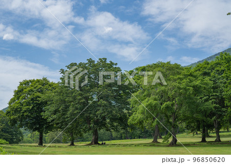 夏空と笹ヶ峰高原の大きな木々 96850620