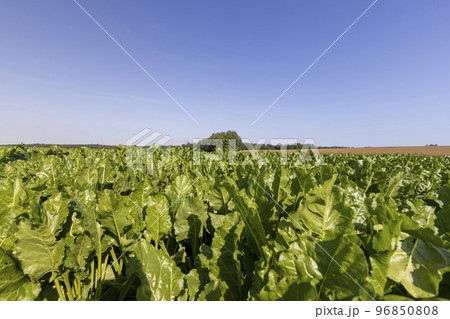 Growing beets in an agricultural field Growing beets in an agricultural field 96850808