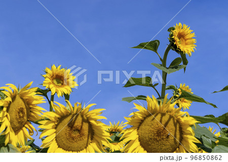 Sunflower field with flowers and bees Sunflower field with flowers and bees 96850862