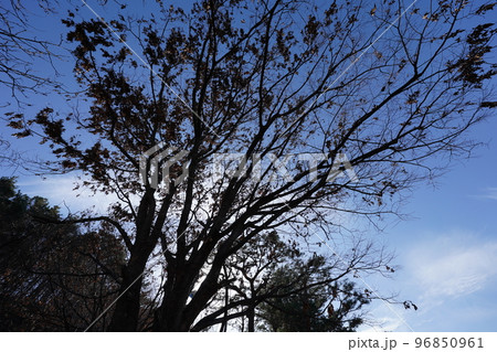 韓国 ソルボン公園の風景(イチョン) 韓国 ソルボン公園の風景(イチョン) 96850961