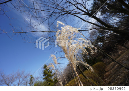 韓国　ソルボン公園の風景(イチョン) 96850992