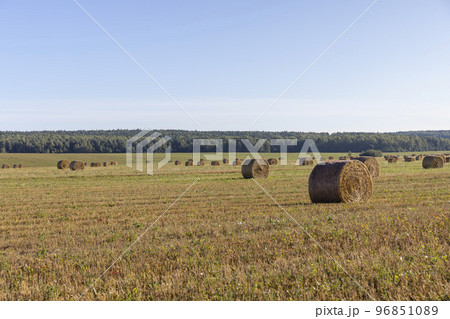 Yellow-golden straw on the field after harvesting in stacks 96851089