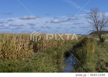 A narrow river that turns into a swampy area 96851090