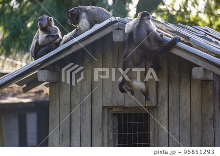 フサオマキザル 屋根の上の猿達 フサオマキザル 屋根の上の猿達 96851293