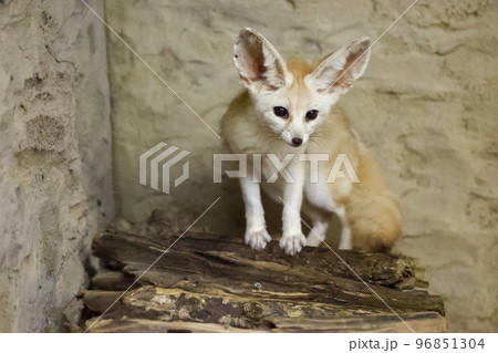 フェネック　 96851304