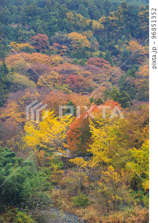美しく色鮮やかな秋の神奈川県の山の紅葉 96851352