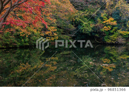 秋の神奈川県の震生湖に映りこむ美しい紅葉 96851366
