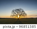 朝日のハレニレ5 96851385
