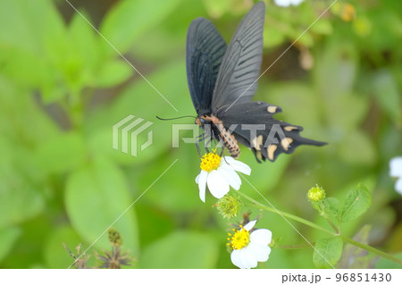 白い花に留まる黒い蝶 白い花に留まる黒い蝶 96851430