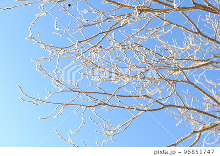 真冬の樹木の霧氷 96851747