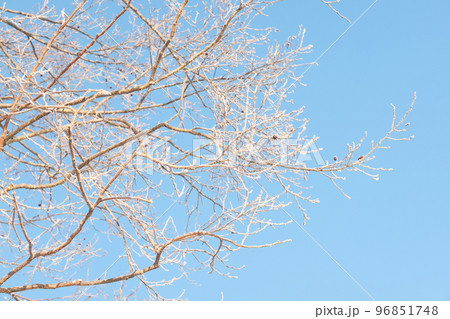 真冬の樹木の霧氷 96851748