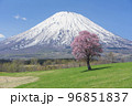 羊蹄山と桜 96851837