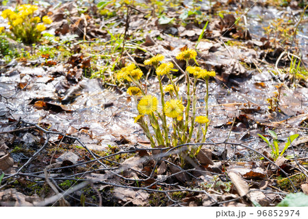 Coltsfoot flowers in spring forest. Blooming Tussilago farfara at april Coltsfoot flowers in spring forest. Blooming Tussilago farfara at april 96852974