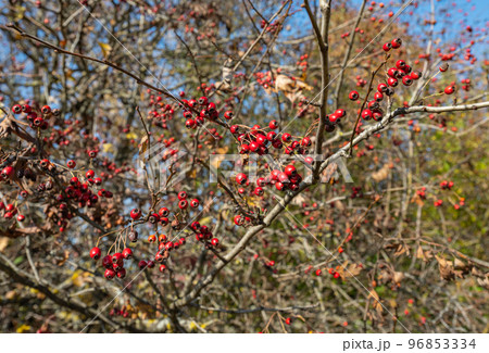 hawthorn berries in autumn on a sunny day hawthorn berries in autumn on a sunny day 96853334