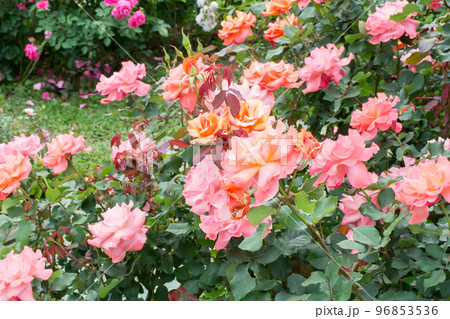 花 フラワー お花 96853536