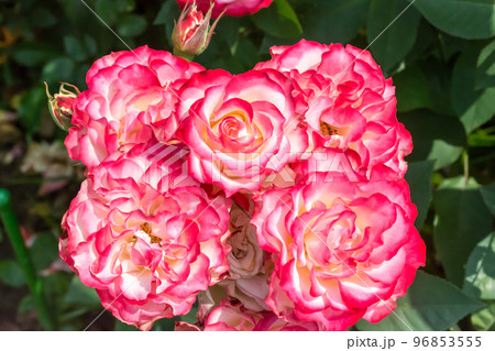 花 フラワー お花 96853555