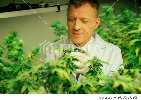 A male scientist inspects the gratifying leaves of cannabis plant. A male scientist inspects the gratifying leaves of cannabis plant. 96853699