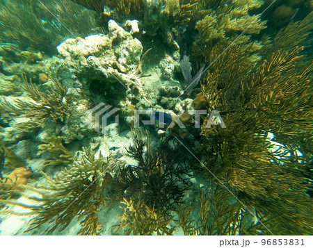 Beautifiul underwater colorful coral reefs 96853831