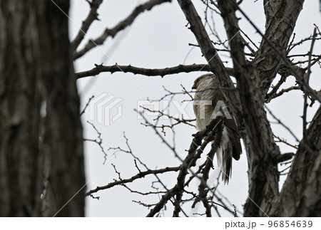 樹上にとまるハイタカ? 樹上にとまるハイタカ? 96854639