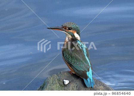 岩の上にとまるカワセミ 岩の上にとまるカワセミ 96854640
