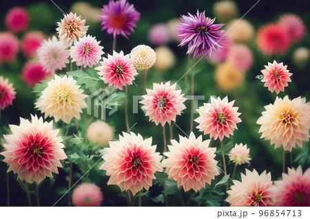 Dahlia flower banquet beautiful spectacular flower arrangement background 96854713