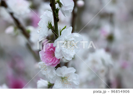 桃の花　満開の桃の花　白とピンクの花 96854906