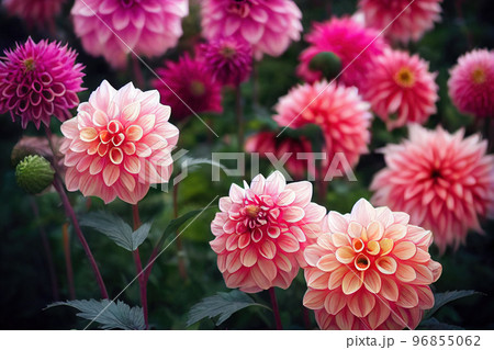 Dahlia flower banquet beautiful spectacular flower arrangement background Dahlia flower banquet beautiful spectacular flower arrangement background 96855062