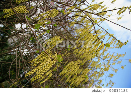キブシの花　木五倍子キブシと空 96855188