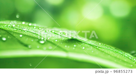 Green leaf background close up view. Nature foliage abstract. Beautifule leave texture. Green leaf background close up view. Nature foliage abstract. Beautifule leave texture. 96855273