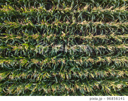 Corn field of green corn stalks and tassels, aerial drone photo above corn plants. High quality Corn field of green corn stalks and tassels, aerial drone photo above corn plants. High quality 96856141