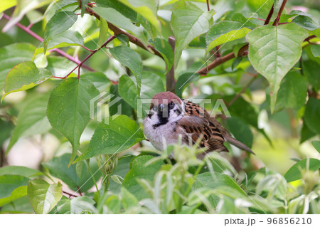 緑の葉の枝にとまるスズメ雀 96856210